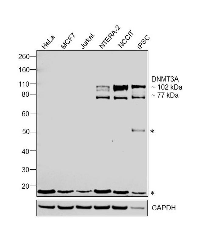 DNMT3A Antibody in Western Blot (WB)