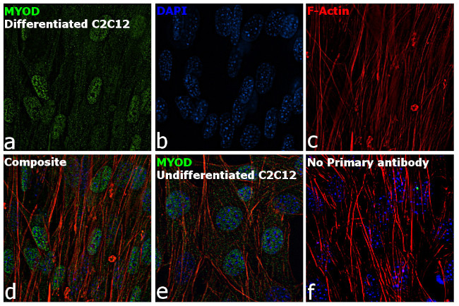 MYOD Antibody