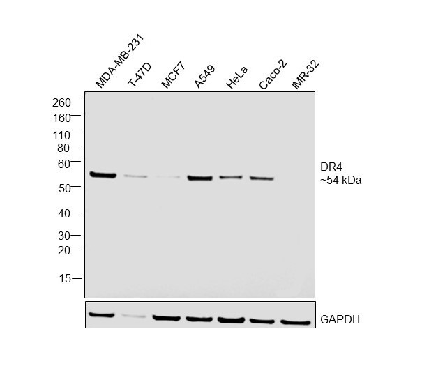 DR4 Antibody