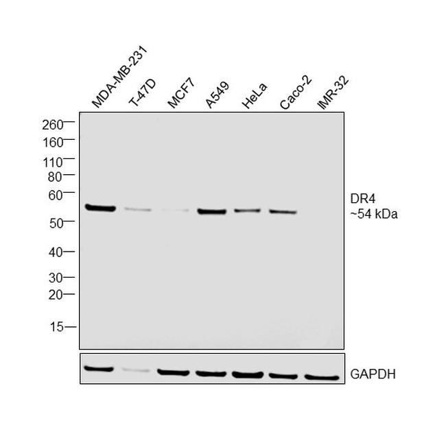 DR4 Antibody in Western Blot (WB)