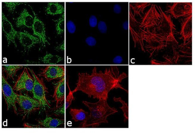 pro-Caspase 3 Antibody in Immunocytochemistry (ICC/IF)