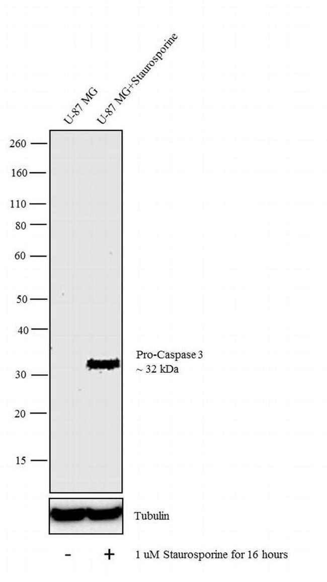 pro-Caspase 3 Antibody in Western Blot (WB)