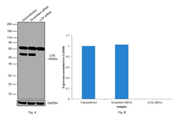 LCK Antibody in Western Blot (WB)