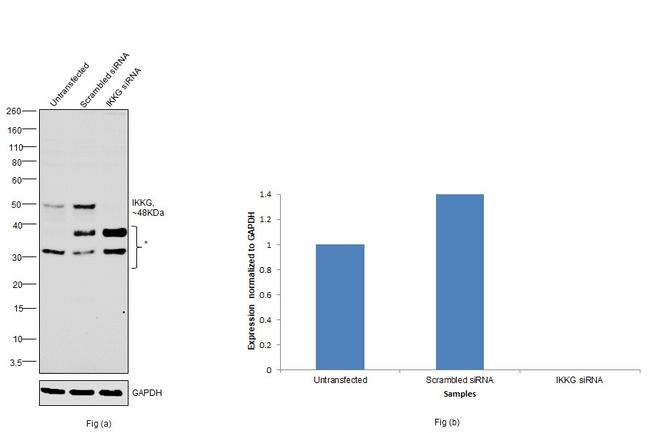 IKK gamma Antibody in Western Blot (WB)