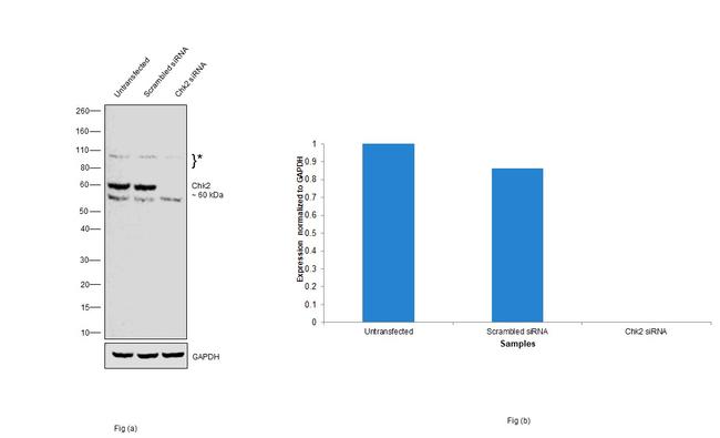 CHK2 Antibody in Western Blot (WB)