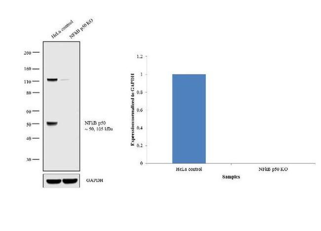 NFkB p50 Antibody in Western Blot (WB)