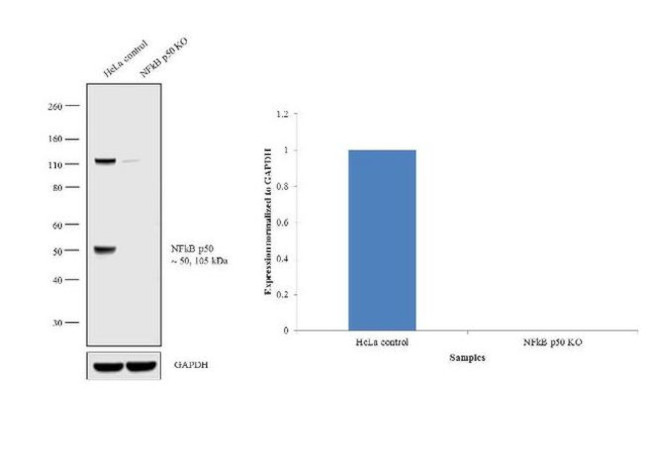 NFkB p50 Antibody