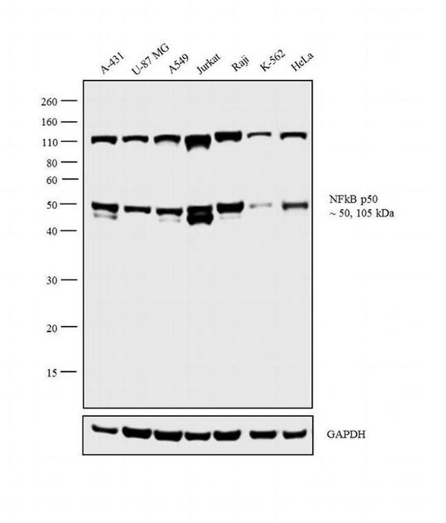 NFkB p50 Antibody in Western Blot (WB)