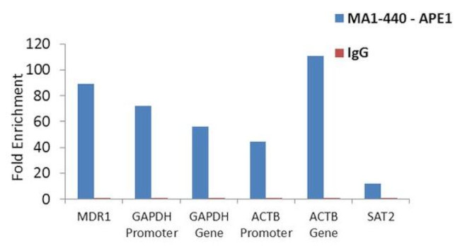 APE1 Antibody