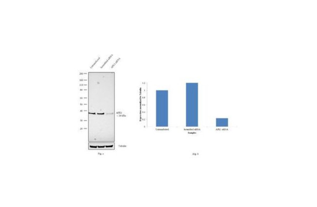 APE1 Antibody