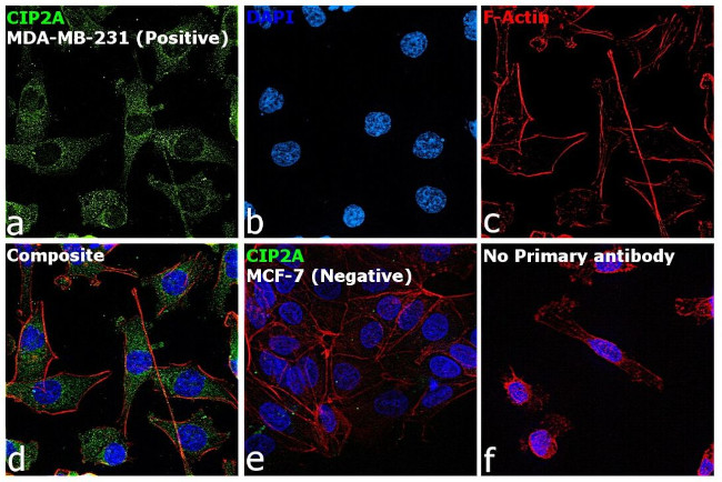 CIP2A Antibody