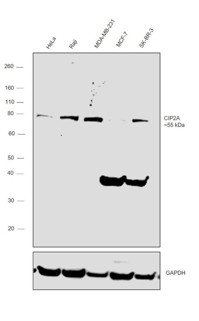 CIP2A Antibody