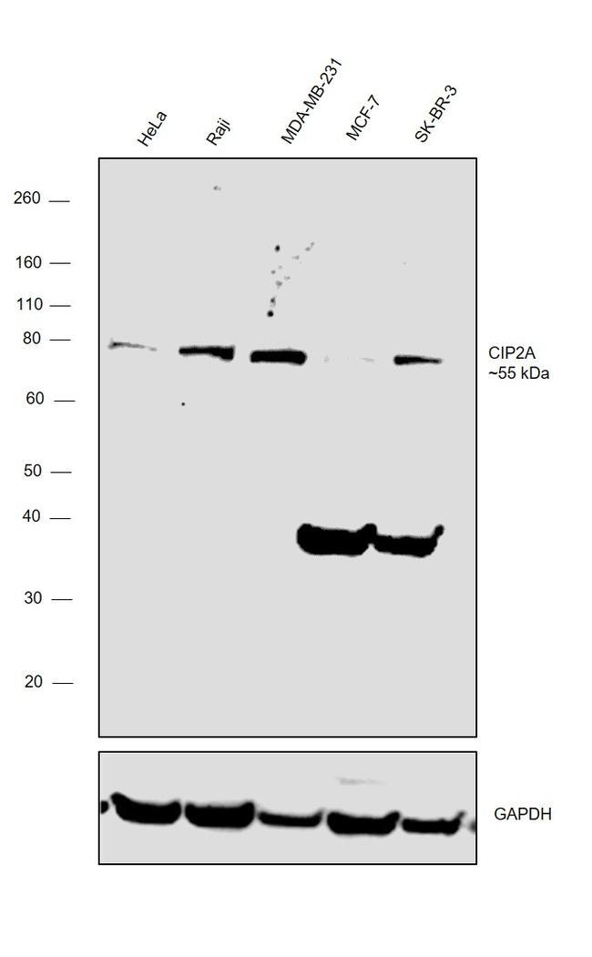 CIP2A Antibody in Western Blot (WB)