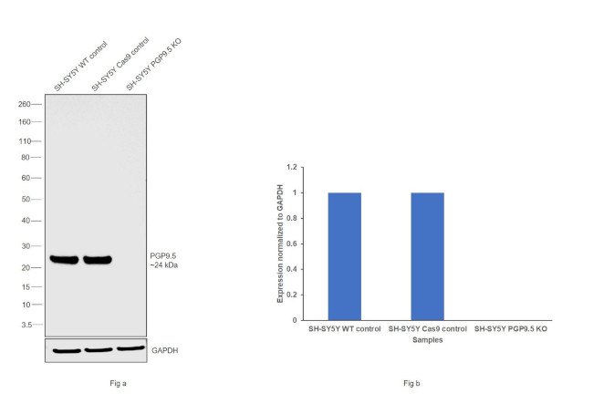 PGP9.5 Antibody