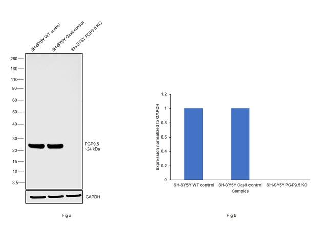 PGP9.5 Antibody in Western Blot (WB)