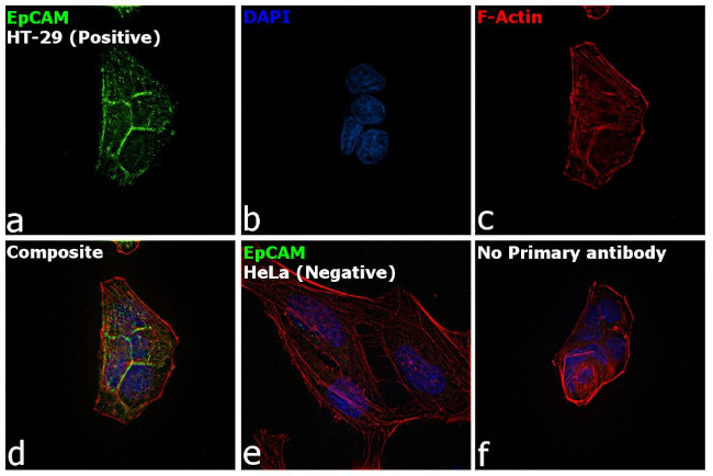 EpCAM Antibody in Immunocytochemistry (ICC/IF)