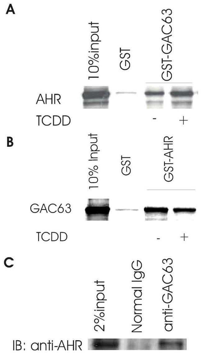 AHR Antibody in Western Blot (WB)