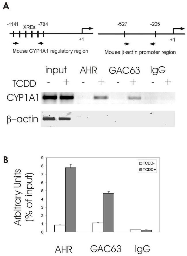 AHR Antibody in ChIP Assay (ChIP)