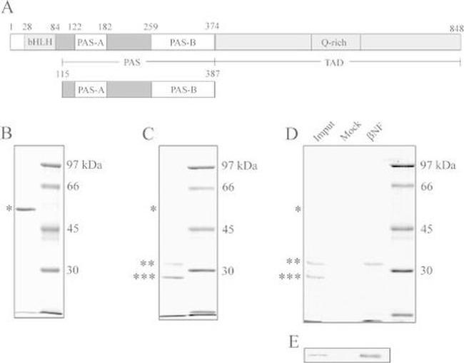 AHR Antibody in Western Blot (WB)