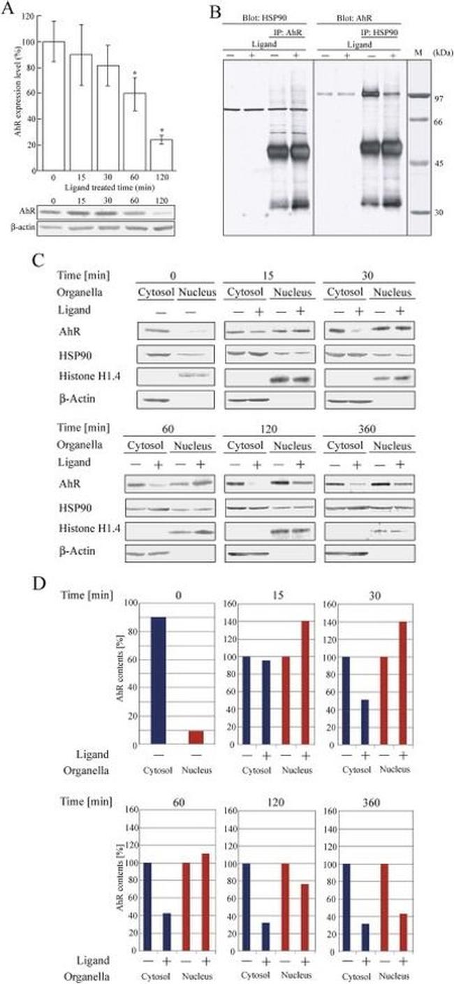 AHR Antibody in Western Blot, Immunoprecipitation (WB, IP)