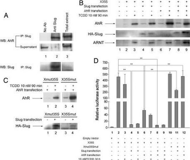 AHR Antibody in Western Blot (WB)