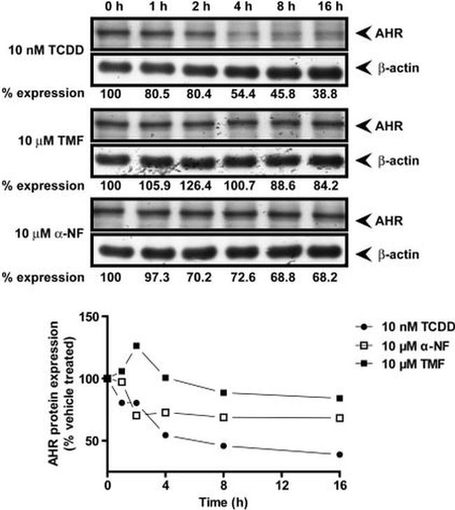 AHR Antibody in Western Blot (WB)