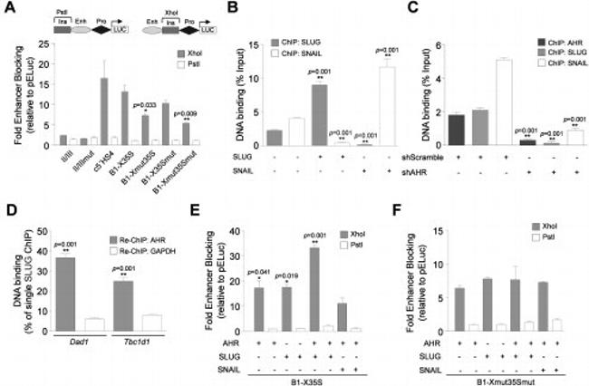 AHR Antibody in ChIP Assay (ChIP)