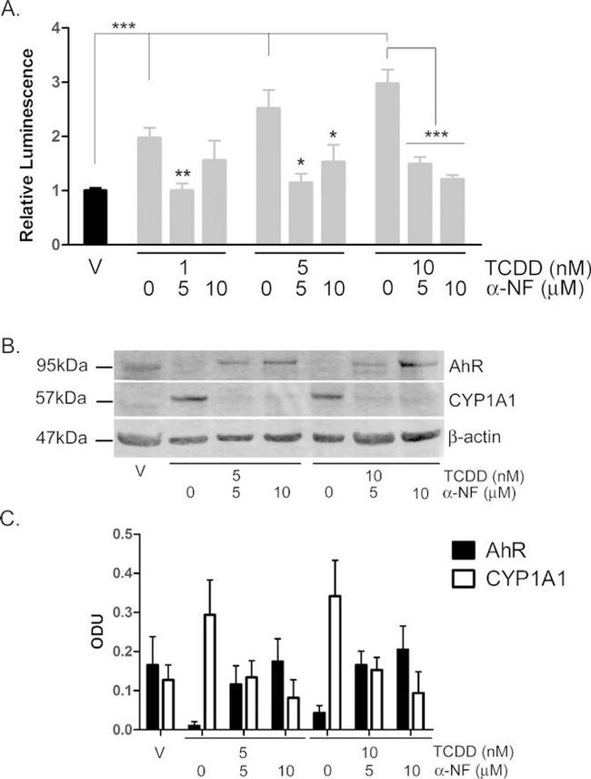 AHR Antibody in Western Blot (WB)