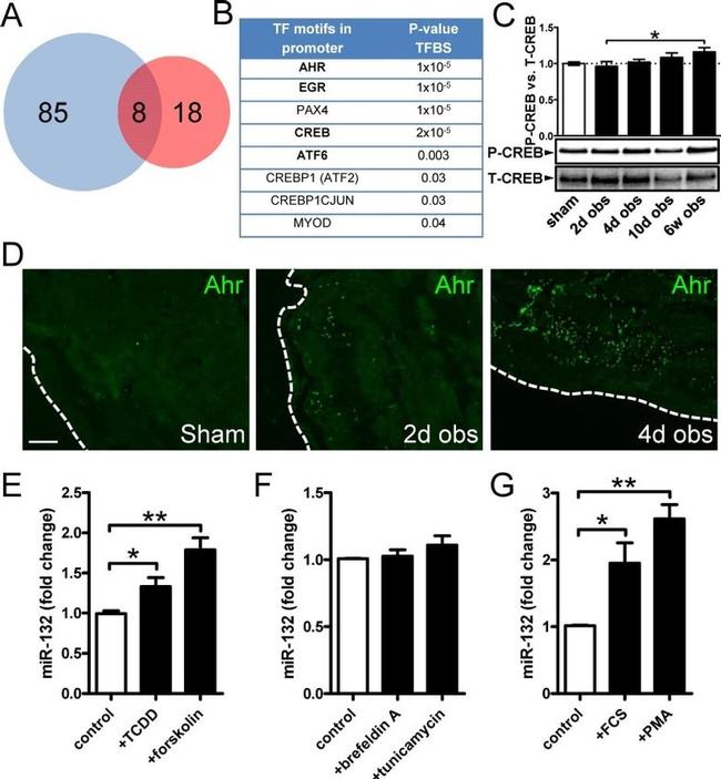 AHR Antibody in Immunohistochemistry (IHC)