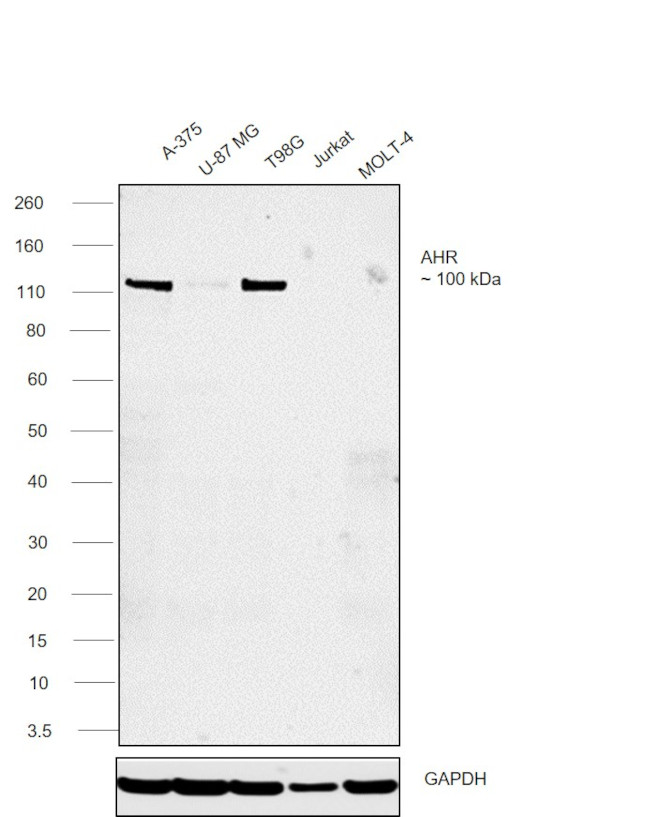 AHR Antibody