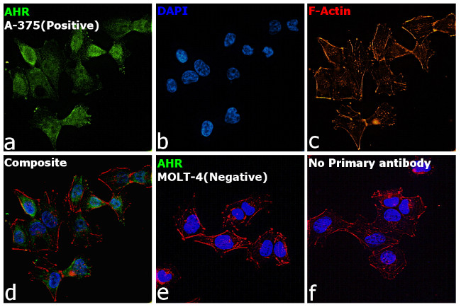 AHR Antibody in Immunocytochemistry (ICC/IF)