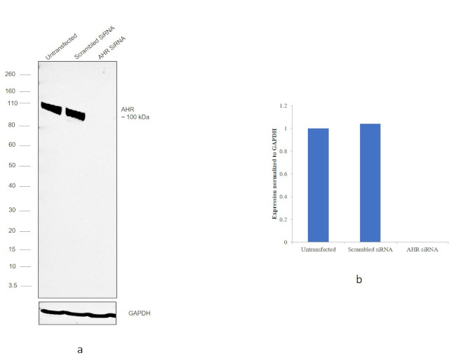 AHR Antibody