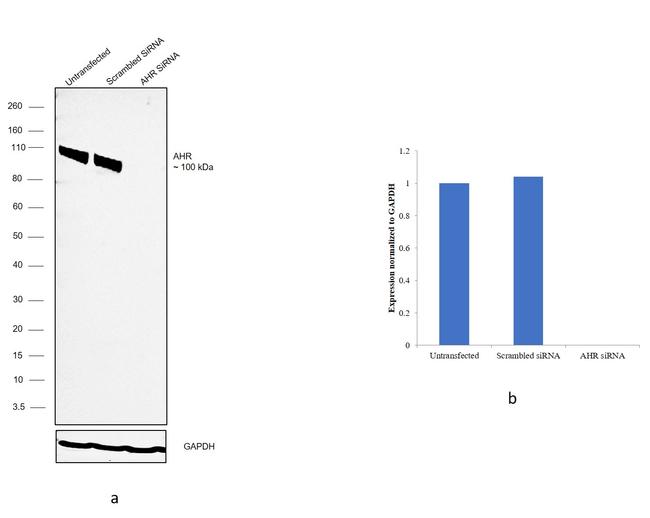 AHR Antibody in Western Blot (WB)