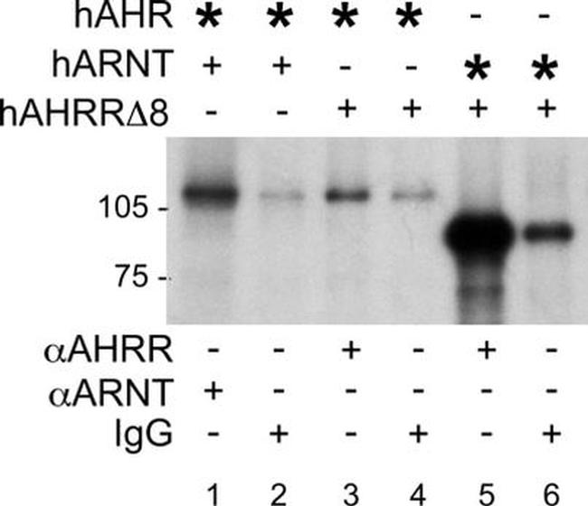 HIF-1 beta Antibody in Immunoprecipitation (IP)