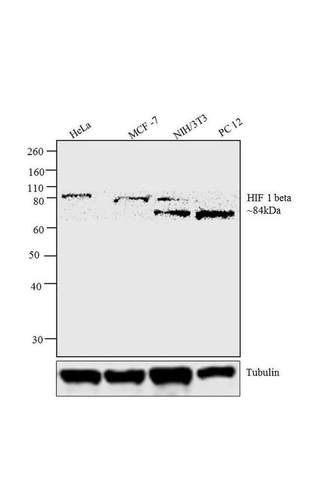 HIF-1 beta Antibody in Western Blot (WB)