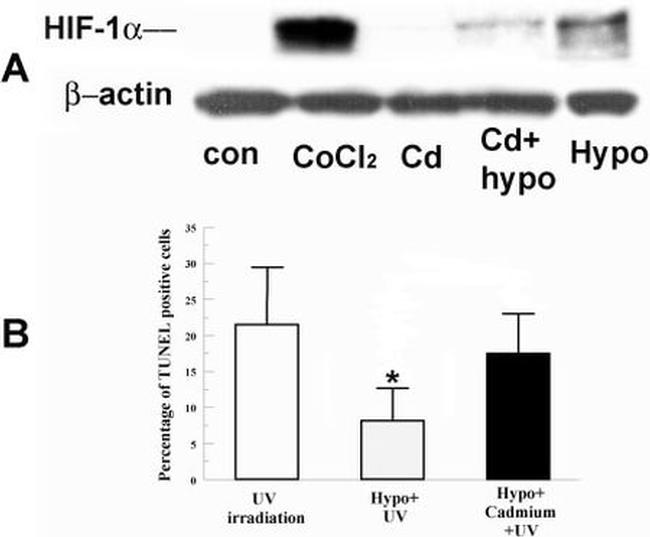 HIF1A Antibody in Western Blot (WB)