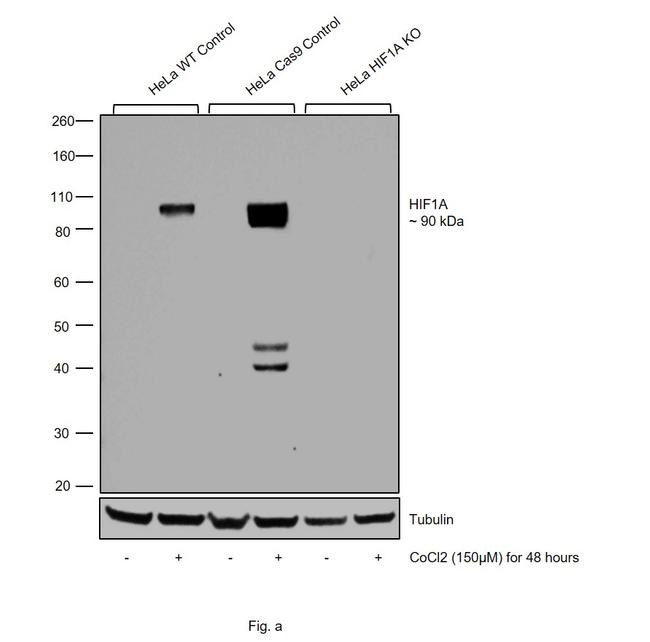 HIF1A Antibody in Western Blot (WB)