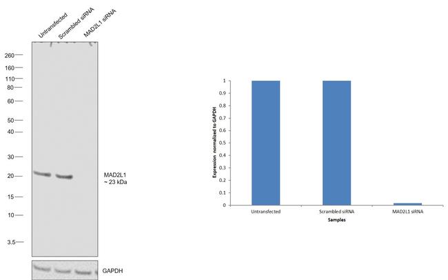 MAD2 Antibody in Western Blot (WB)