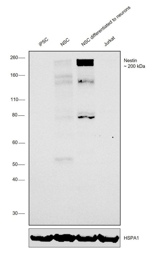 Nestin Antibody