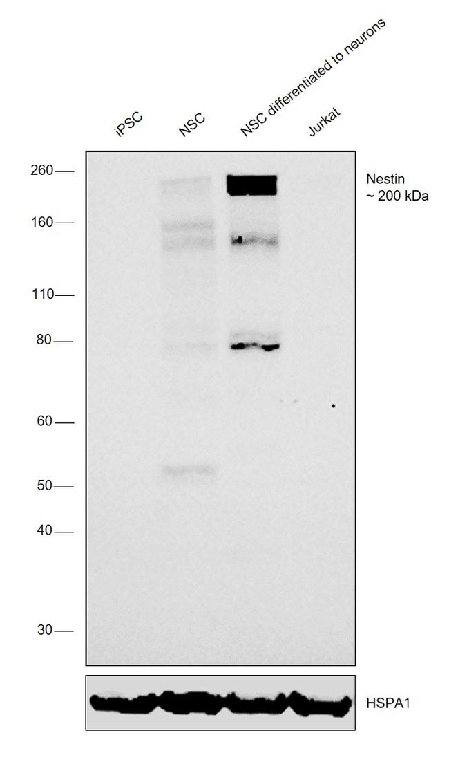 Nestin Antibody in Western Blot (WB)