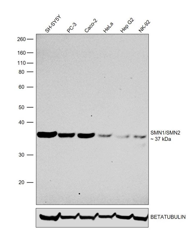 SMN1/SMN2 Antibody in Western Blot (WB)