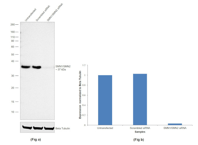 SMN1/SMN2 Antibody