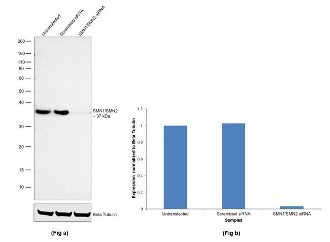 SMN1/SMN2 Antibody in Western Blot (WB)