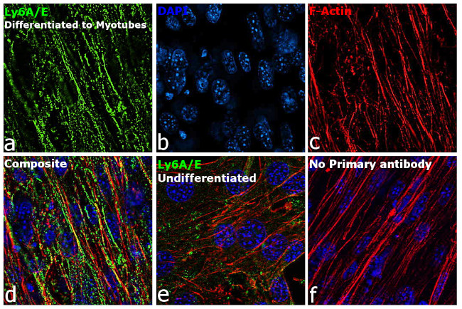 Ly-6A/E Antibody