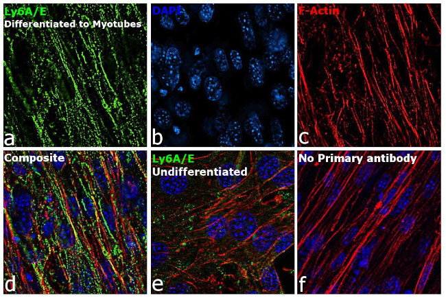 Ly-6A/E Antibody in Immunocytochemistry (ICC/IF)