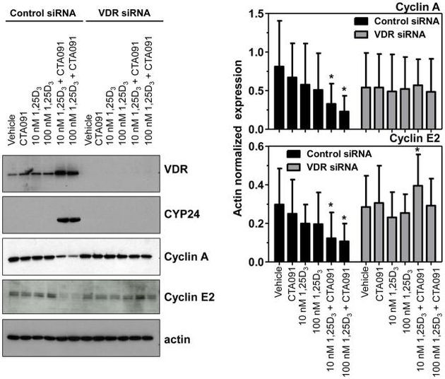 VDR Antibody in Western Blot (WB)