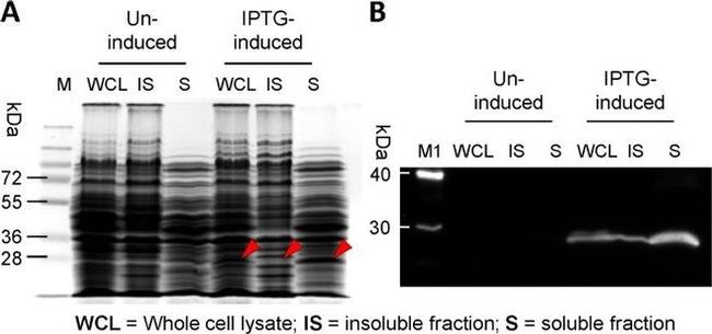 HIV1 nef Antibody in Western Blot (WB)