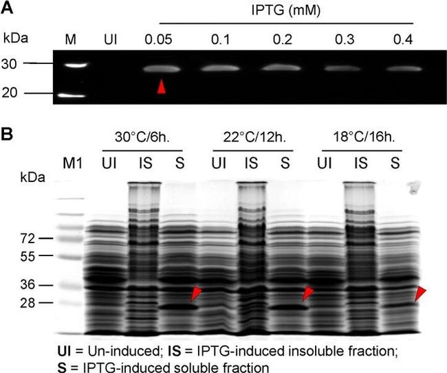 HIV1 nef Antibody in Western Blot (WB)