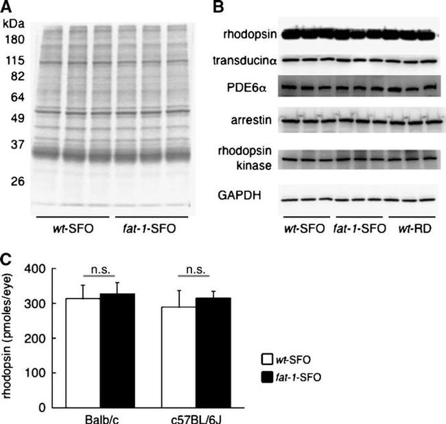 S-arrestin Antibody in Western Blot (WB)