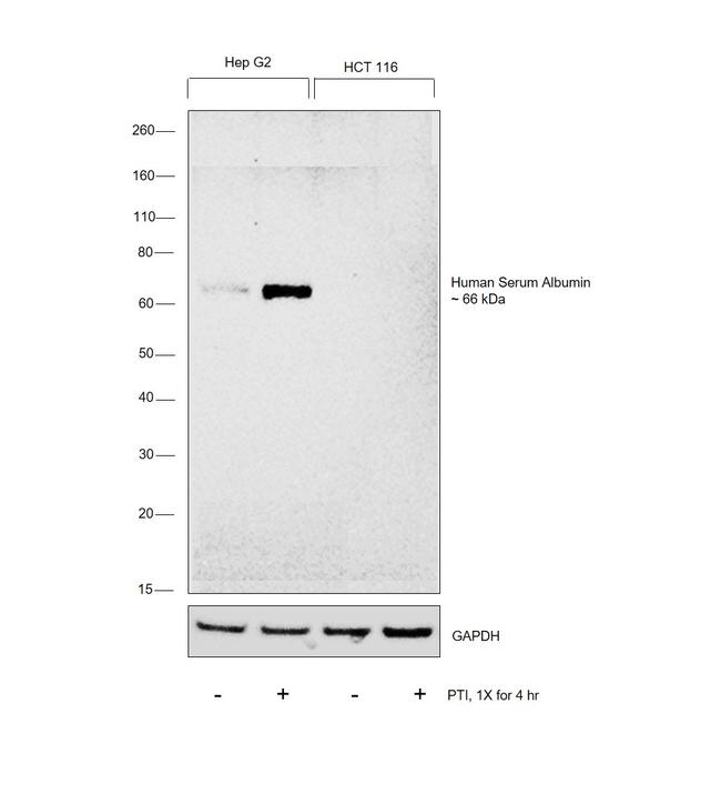 Human Serum Albumin Antibody in Western Blot (WB)